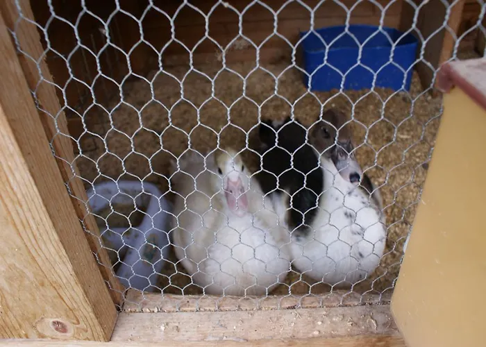 Traube בית הארחה