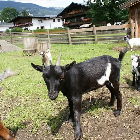 Traube Gasthof 3*